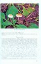 Mycena d’Europa, Volume 2 [Italian]