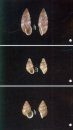 A Photographic Guide to Land Snails of China [Chinese]