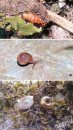 A Photographic Guide to Land Snails of China [Chinese]
