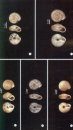 A Photographic Guide to Land Snails of China [Chinese]