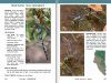 A Field Guide to the Damselflies & Dragonflies of Arizona and Sonora