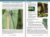 A Field Guide to the Damselflies & Dragonflies of Arizona and Sonora