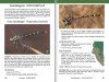 A Field Guide to the Damselflies & Dragonflies of Arizona and Sonora