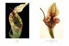 The Sinister Beauty of Carnivorous Plants