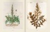 Das Herbarium des Felix Platter: Die Älteste Wissenschaftliche Pflanzensammlung der Schweiz [The Herbarium of Felix Platter: The Oldest Scientific Plant Collection of Switzerland]