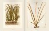 Das Herbarium des Felix Platter: Die Älteste Wissenschaftliche Pflanzensammlung der Schweiz [The Herbarium of Felix Platter: The Oldest Scientific Plant Collection of Switzerland]