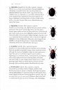 Beetles
