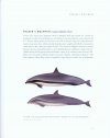 The Lives of Hawai'i's Dolphins and Whales