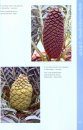 Using Cones to Identify the Indigenous Cycads of South Africa