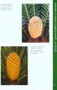 Using Cones to Identify the Indigenous Cycads of South Africa