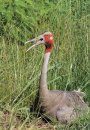 Cranes, Herons & Storks of Australia