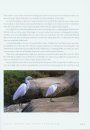 Cranes, Herons & Storks of Australia