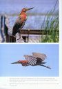 Cranes, Herons & Storks of Australia