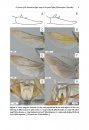 ZooKeys 521: A Revision of the Australian Digger Wasps in the Genus Sphex (Hymenoptera, Sphecidae)