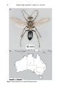 ZooKeys 521: A Revision of the Australian Digger Wasps in the Genus Sphex (Hymenoptera, Sphecidae)