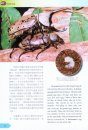 For the Love of Rhinoceros and Stag Beetles [English / Chinese]