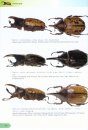 For the Love of Rhinoceros and Stag Beetles [English / Chinese]