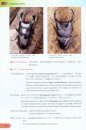 For the Love of Rhinoceros and Stag Beetles [English / Chinese]