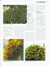 Higher Plants of China in Colour, Volume 1: Bryophytes [English / Chinese]