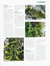 Higher Plants of China in Colour, Volume 1: Bryophytes [English / Chinese]