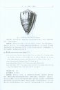 Fauna Sinica Invertebrata, Volume 55: Mollusca, Gastropoda, Conidae [Chinese]