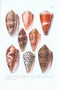 Fauna Sinica Invertebrata, Volume 55: Mollusca, Gastropoda, Conidae [Chinese]
