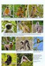 The Mammals of India
