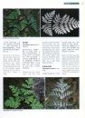 Higher Plants of China in Colour, Volume 2: Pteridophytes – Gymnosperms [English / Chinese]