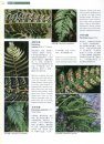 Higher Plants of China in Colour, Volume 2: Pteridophytes – Gymnosperms [English / Chinese]