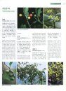 Higher Plants of China in Colour, Volume 3: Angiosperms: Casuarinaceae – Hernandiaceae [English / Chinese]