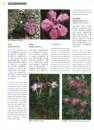 Higher Plants of China in Colour, Volume 3: Angiosperms: Casuarinaceae – Hernandiaceae [English / Chinese]