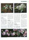 Higher Plants of China in Colour, Volume 4: Angiosperms: Papaveraceae – Dichapetalaceae [English / Chinese]