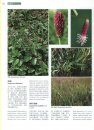 Higher Plants of China in Colour, Volume 4: Angiosperms: Papaveraceae – Dichapetalaceae [English / Chinese]