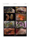 The Recent Molluscan Fauna of Île Clipperton (Tropical Eastern Pacific)