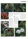 Higher Plants of China in Colour, Volume 7: Angiosperms: Scrophulariaceae – Compositae [English / Chinese]