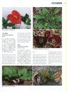 Higher Plants of China in Colour, Volume 8: Angiosperms: Typhaceae – Velloziaceae [English / Chinese]