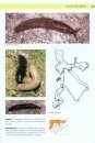 Caracoles y Babosas de la Península Ibérica y Baleares [Snails and Slugs of the Iberian Peninsula and the Balearic Islands]