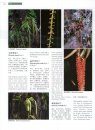 Higher Plants of China in Colour, Volume 9: Angiosperms: Taccaceae – Orchidaceae [English / Chinese]