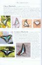 A Naturalist's Guide to the Butterflies of India