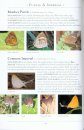 A Naturalist's Guide to the Butterflies of India