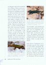 Les Sargantanes de les Balears [Lizards of the Balearics]