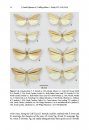 ZooKeys 527: Contributions to the Systematics of New World Macro-Moths VI