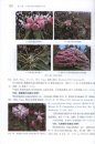 The Genus Rhododendron of China [Chinese]
