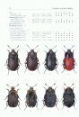 Icones Insectorum Europae Centralis: Coleoptera: Agyrtidae, Silphidae [English / Czech]