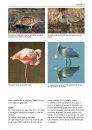 Alle Vogels van Europa [Birds of Europe, North Africa, and the Middle East]