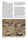 Alle Vogels van Europa [Birds of Europe, North Africa, and the Middle East]