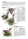 Alle Vogels van Europa [Birds of Europe, North Africa, and the Middle East]