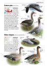 Alle Vogels van Europa [Birds of Europe, North Africa, and the Middle East]