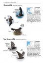 Alle Vogels van Europa [Birds of Europe, North Africa, and the Middle East]