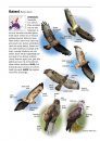 Alle Vogels van Europa [Birds of Europe, North Africa, and the Middle East]